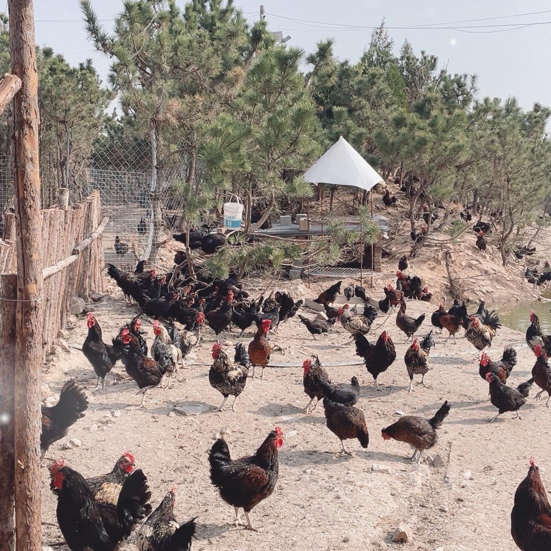 莲花山生态农场