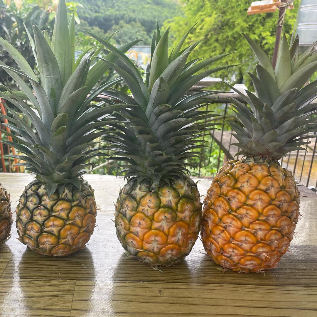 爱吃水果的李子