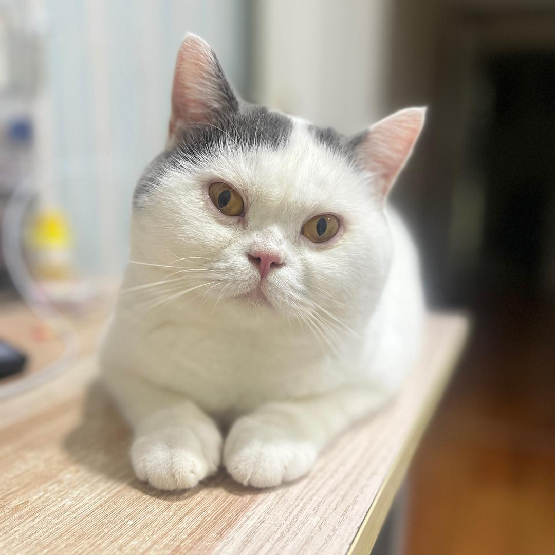 小胡同学