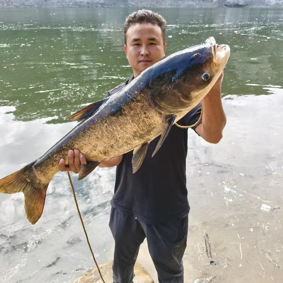 刘可野钓鲢鳙
