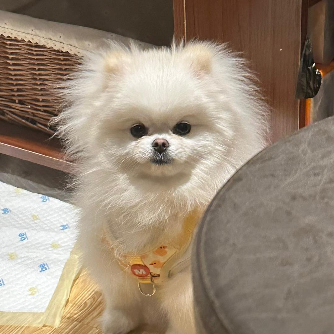 狗子真可爱