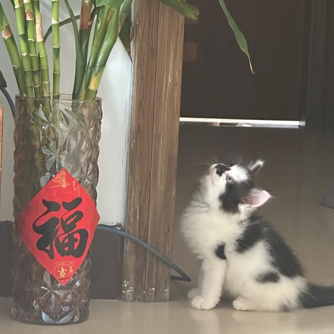 七七是只猫