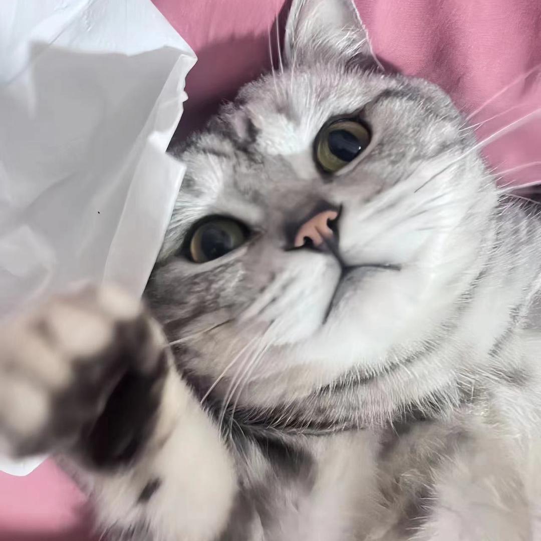 张小胆是只大懒猪🐷