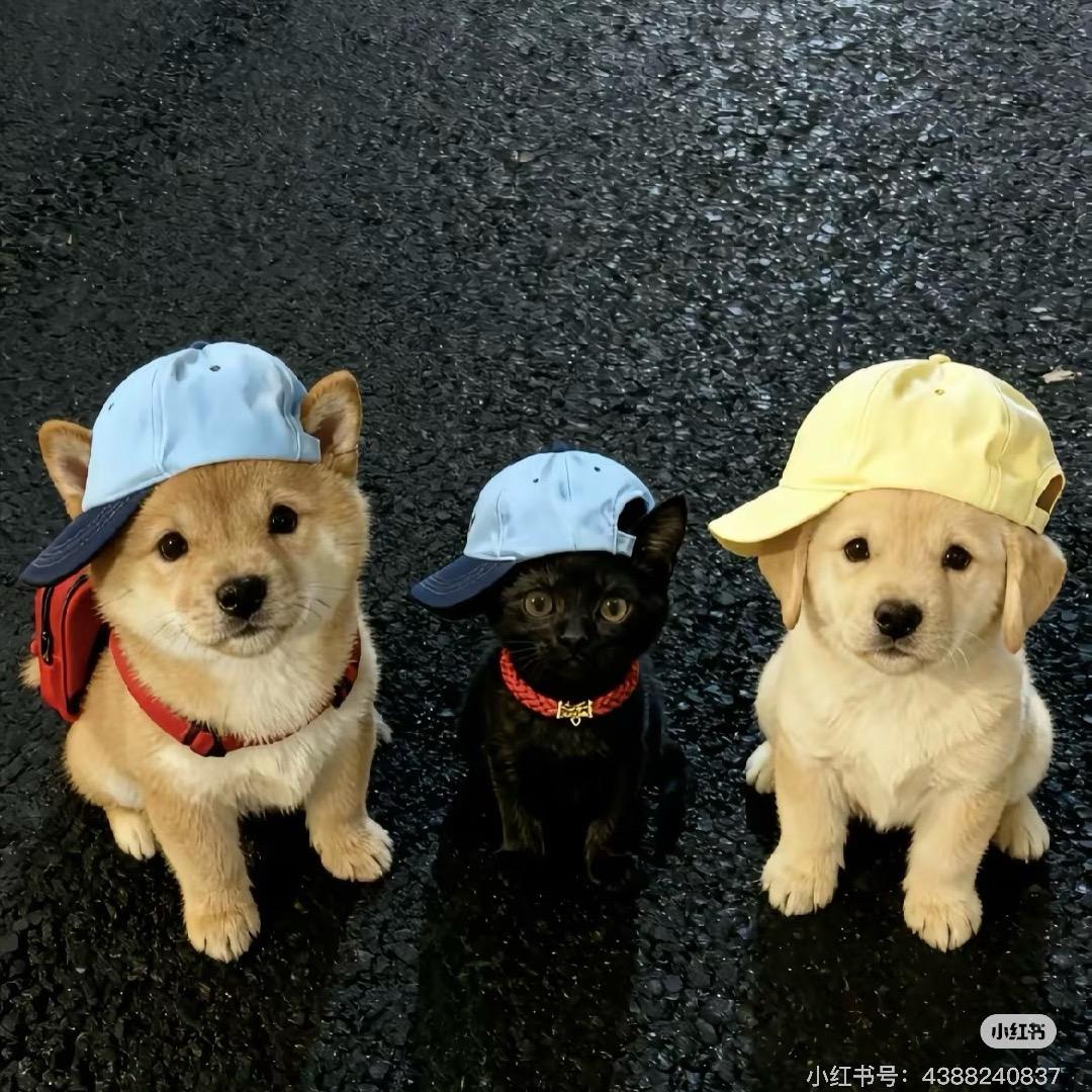 没烦恼（三角洲行动）