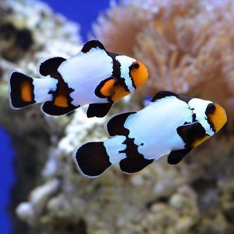 广东蓝海海洋-阿六