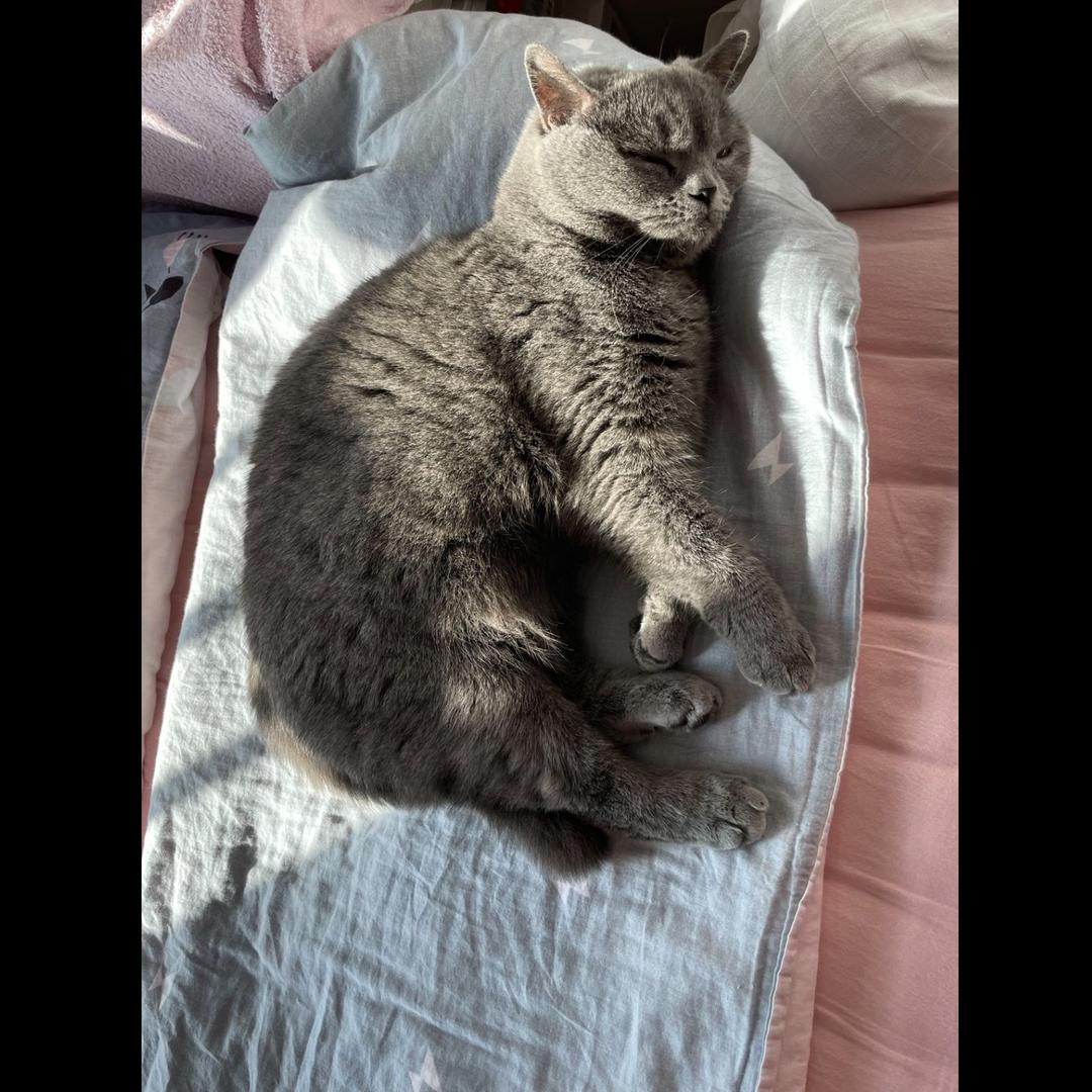 点点是只小蓝猫