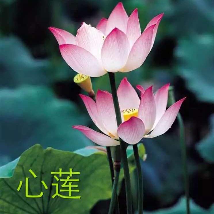 心莲🪷长浜五金❤️