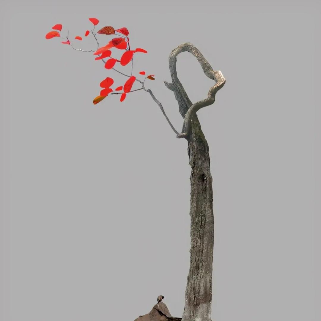 十里春风盆景素材