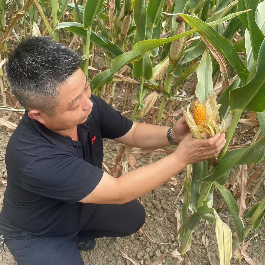 王老师讲植保（息县一鸣农资）