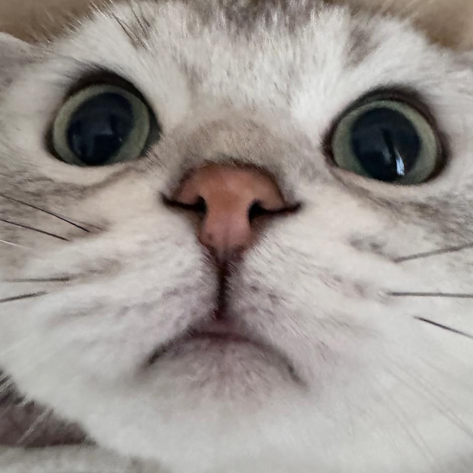 魚看看