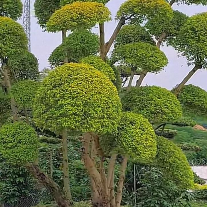 宏發园林：阿瑞
