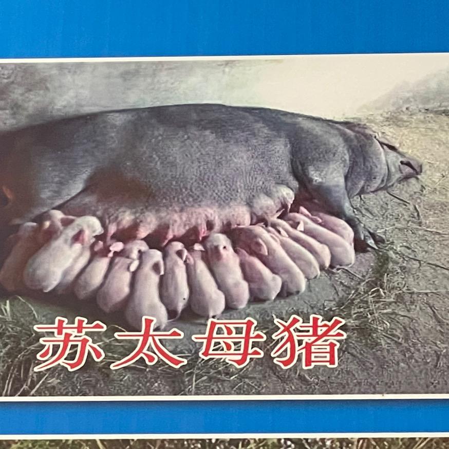 猪猪张（种猪培育）