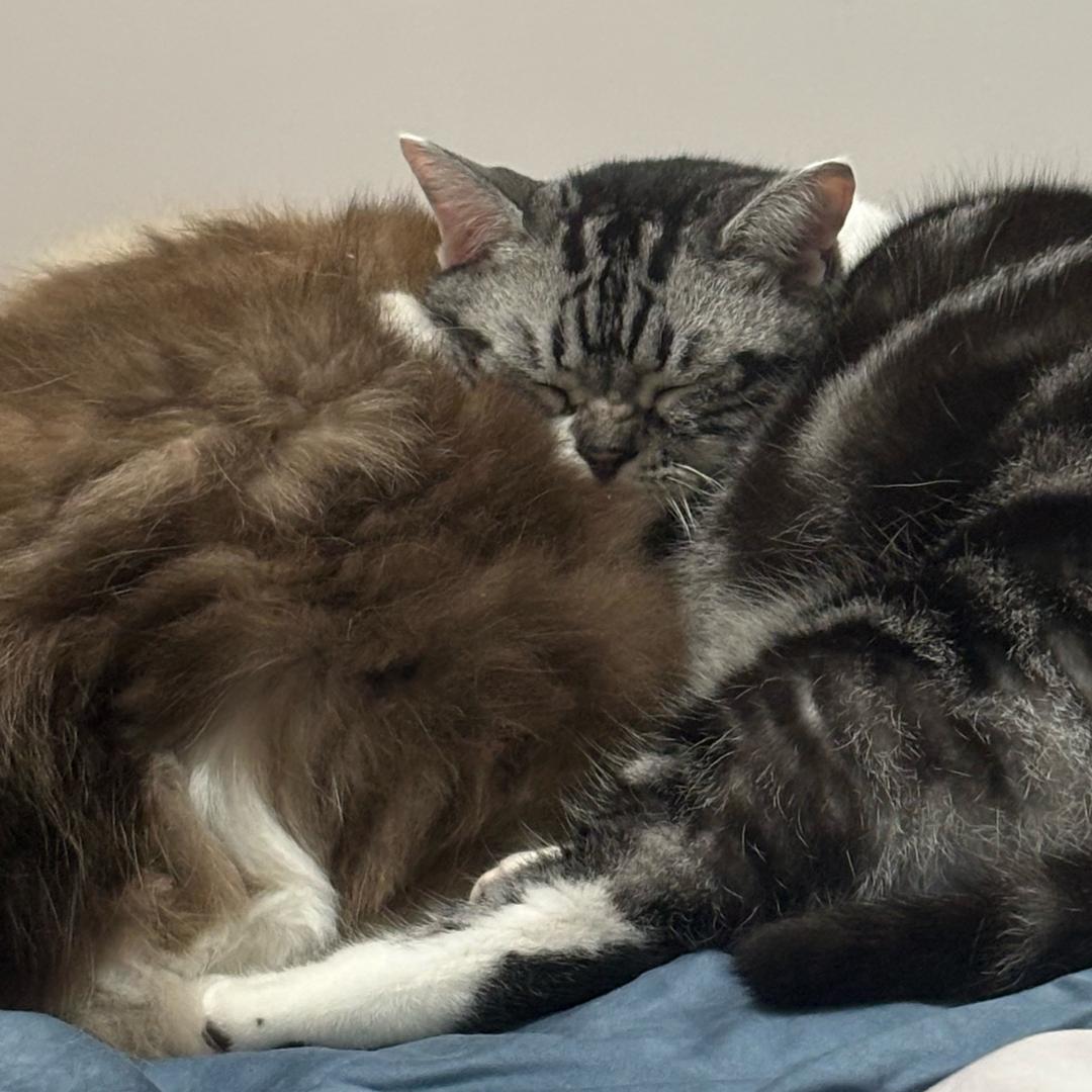 丸子包子一家亲