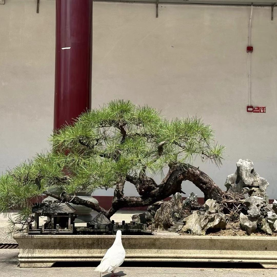小小猪猪