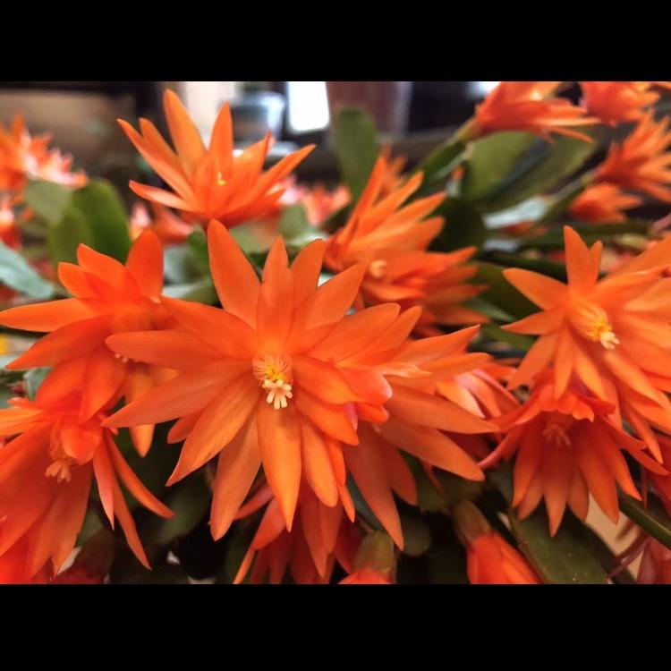 永福人养花-蟹爪兰