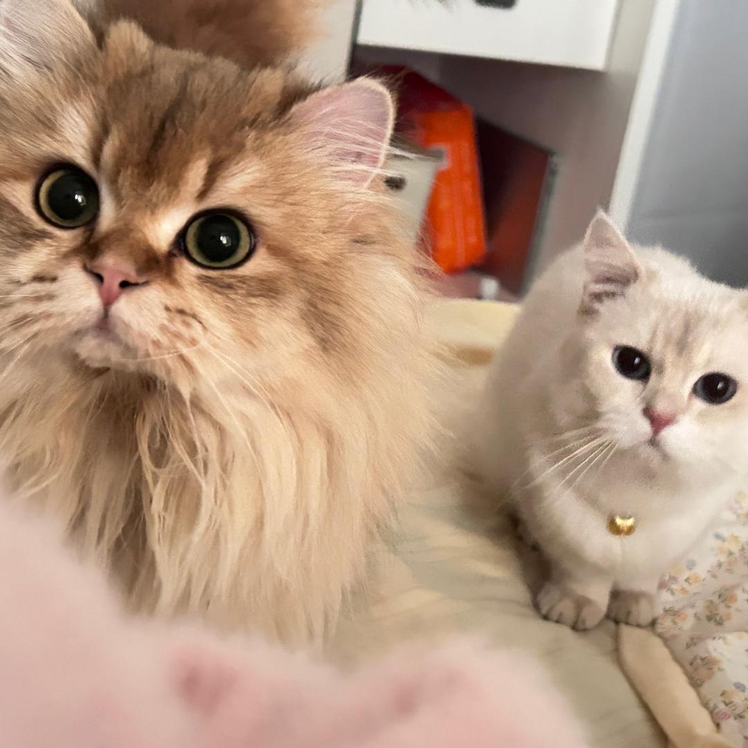 小夫和ta的猫喵喵喵喵