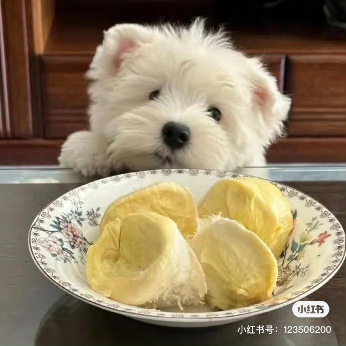 小麻雀鹅飞