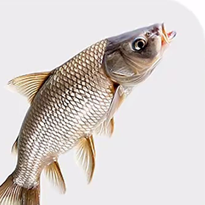 🐟.