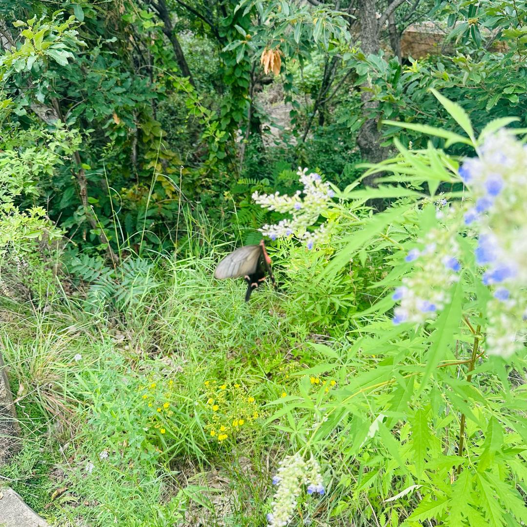 🌻你连不上我wif