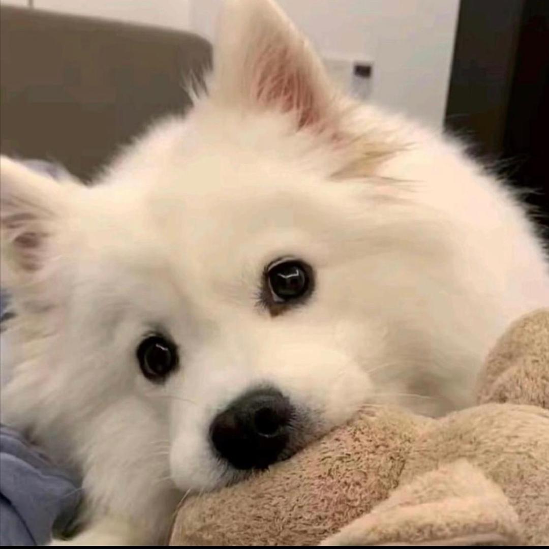 郑团团仓库炸炸炸（面包）