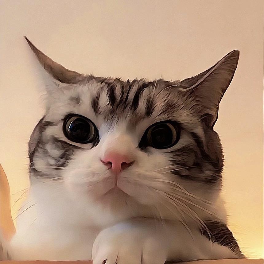 久久的喵