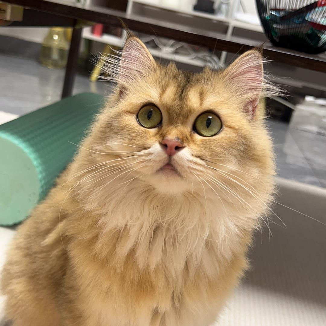 猫猫咪呀