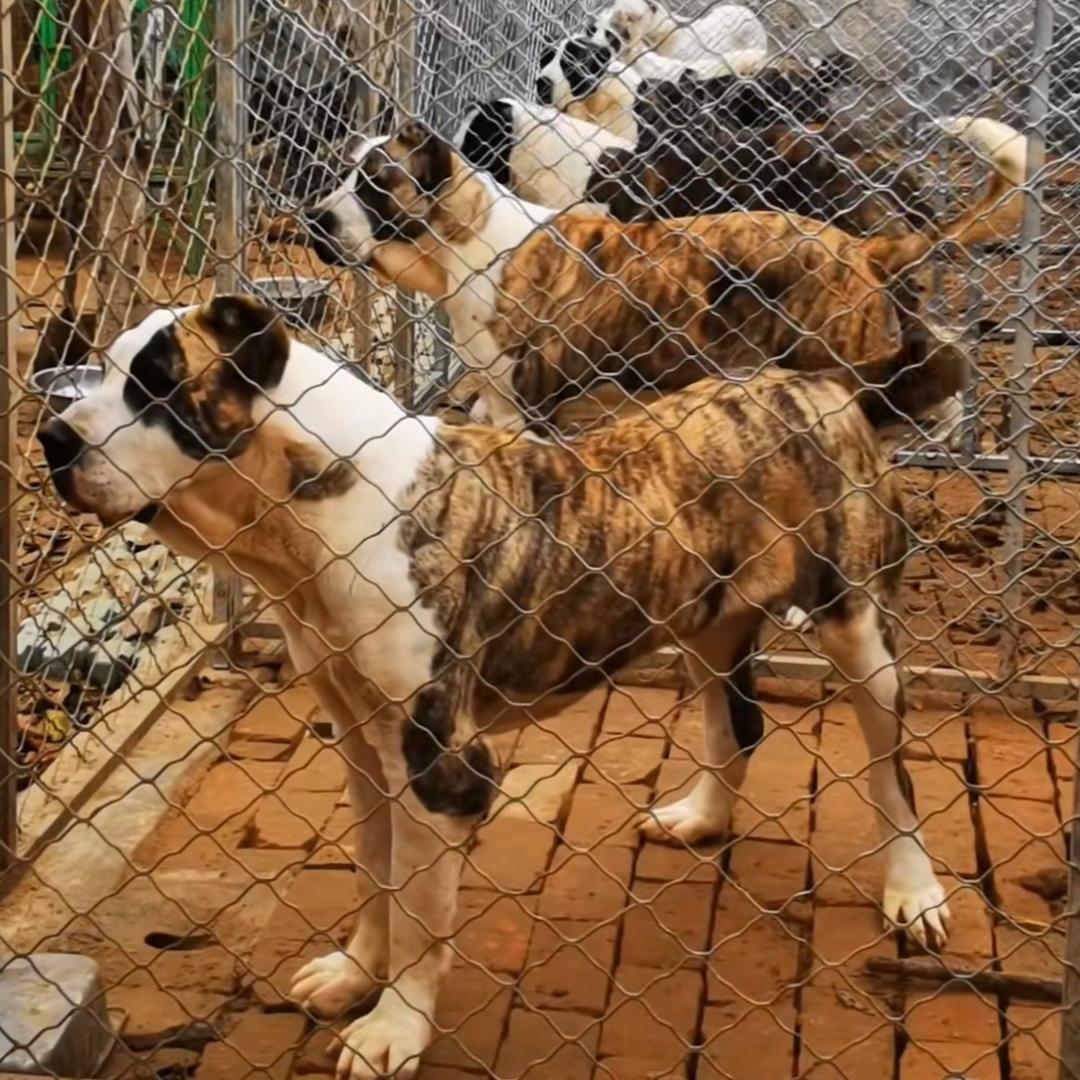 一个养中亚的小阿姨