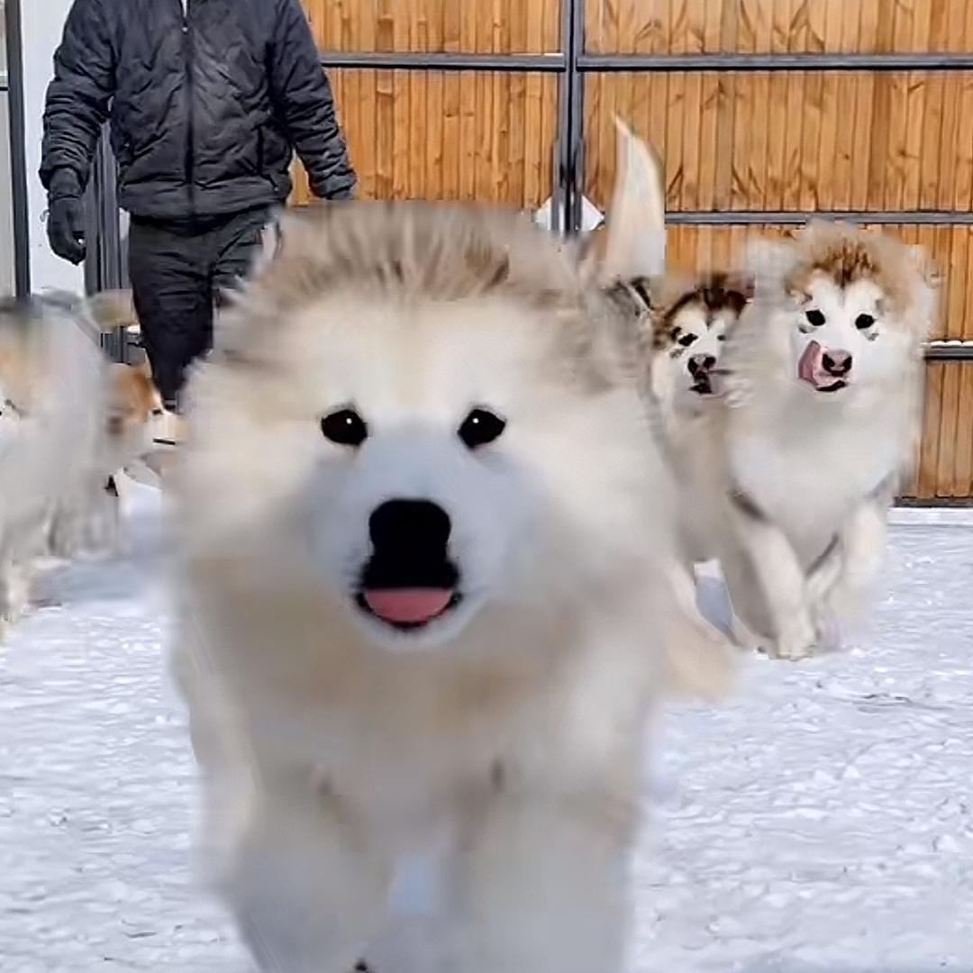 雪地悍匪收容所（阿拉斯加）
