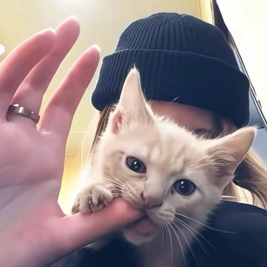 飞起来的小猫