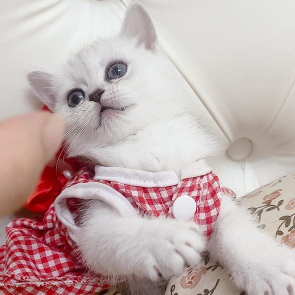 🐱小七是只喵~