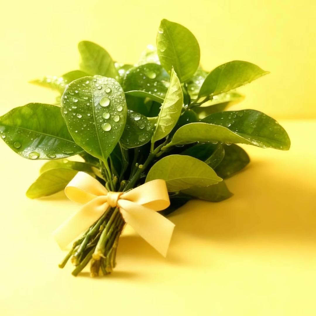 程程✨💞善缘堂