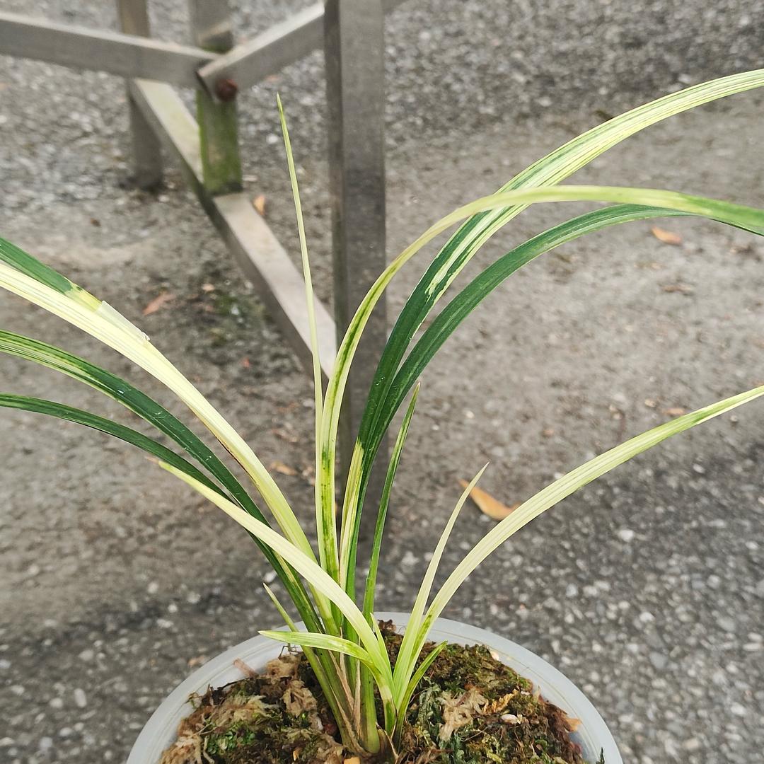 木子汀兰