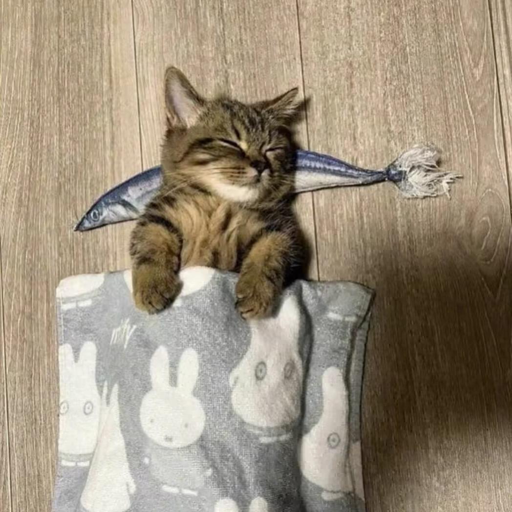 忧郁的火鸡面🔥