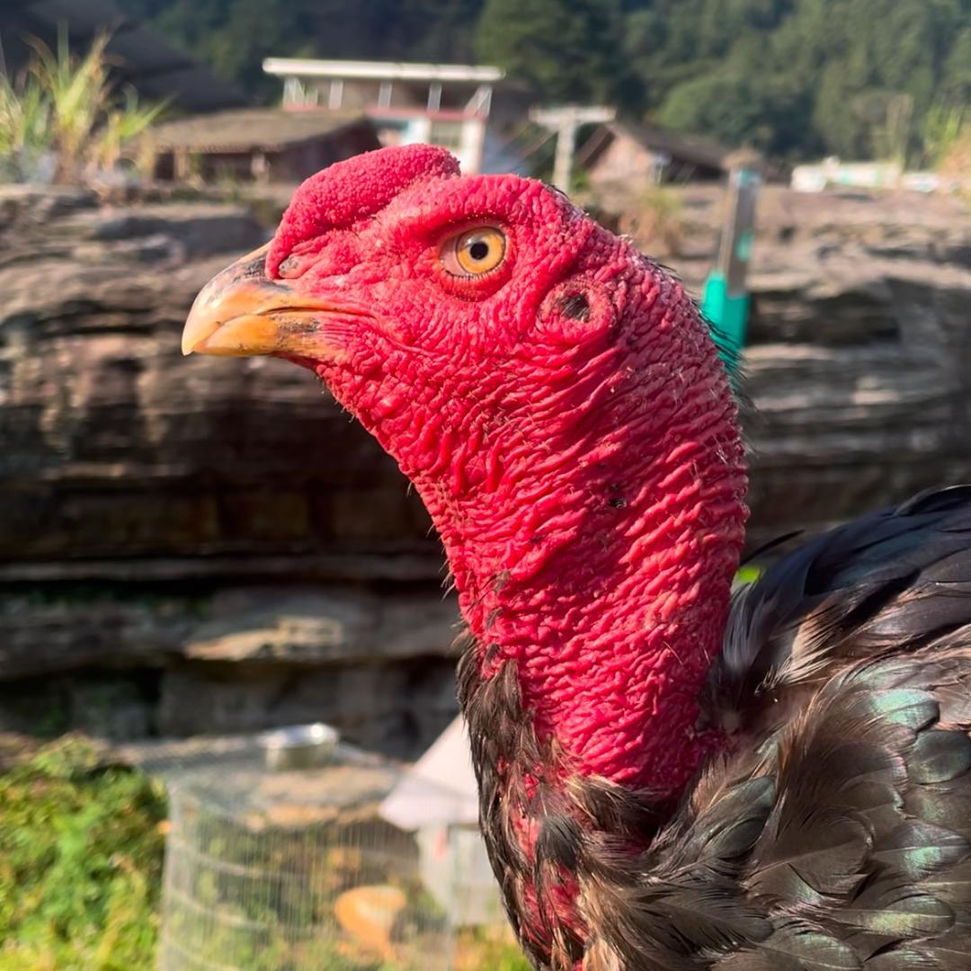 叮当猫的大猛🐔