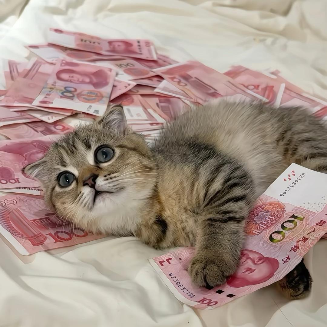 睇睇猫猫