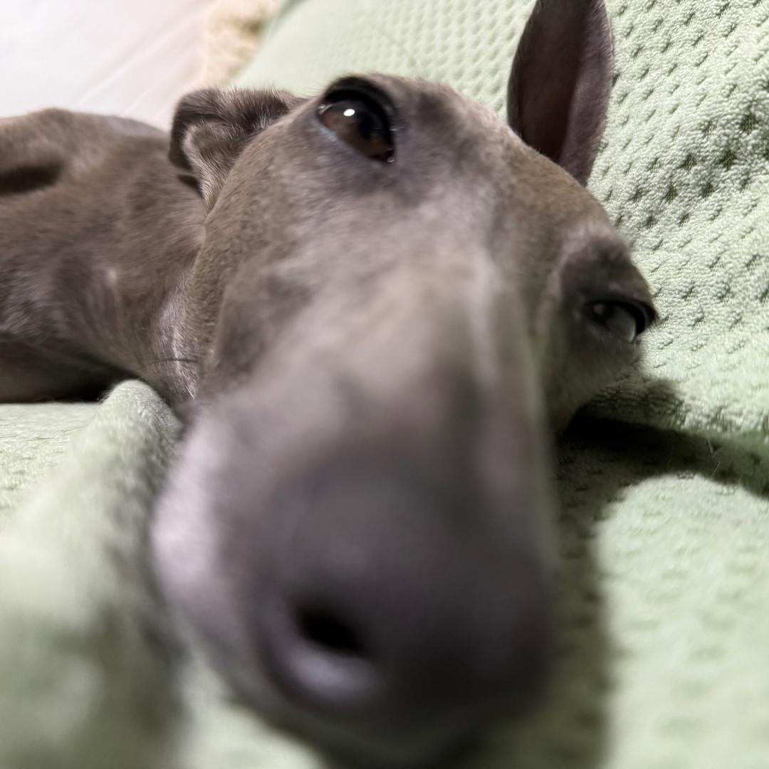 🐕‍🦺