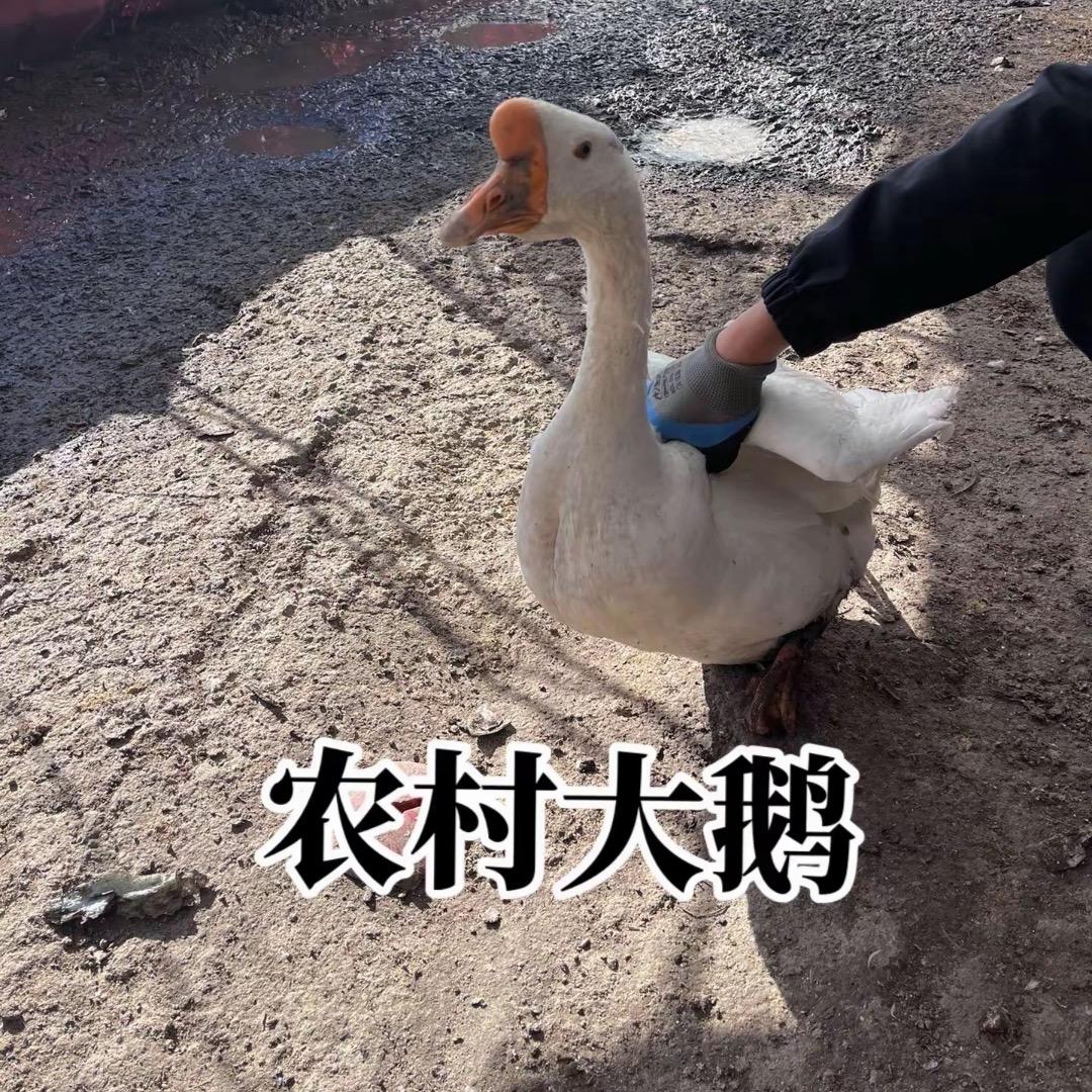 东北小伟笨大鹅溜达鸡