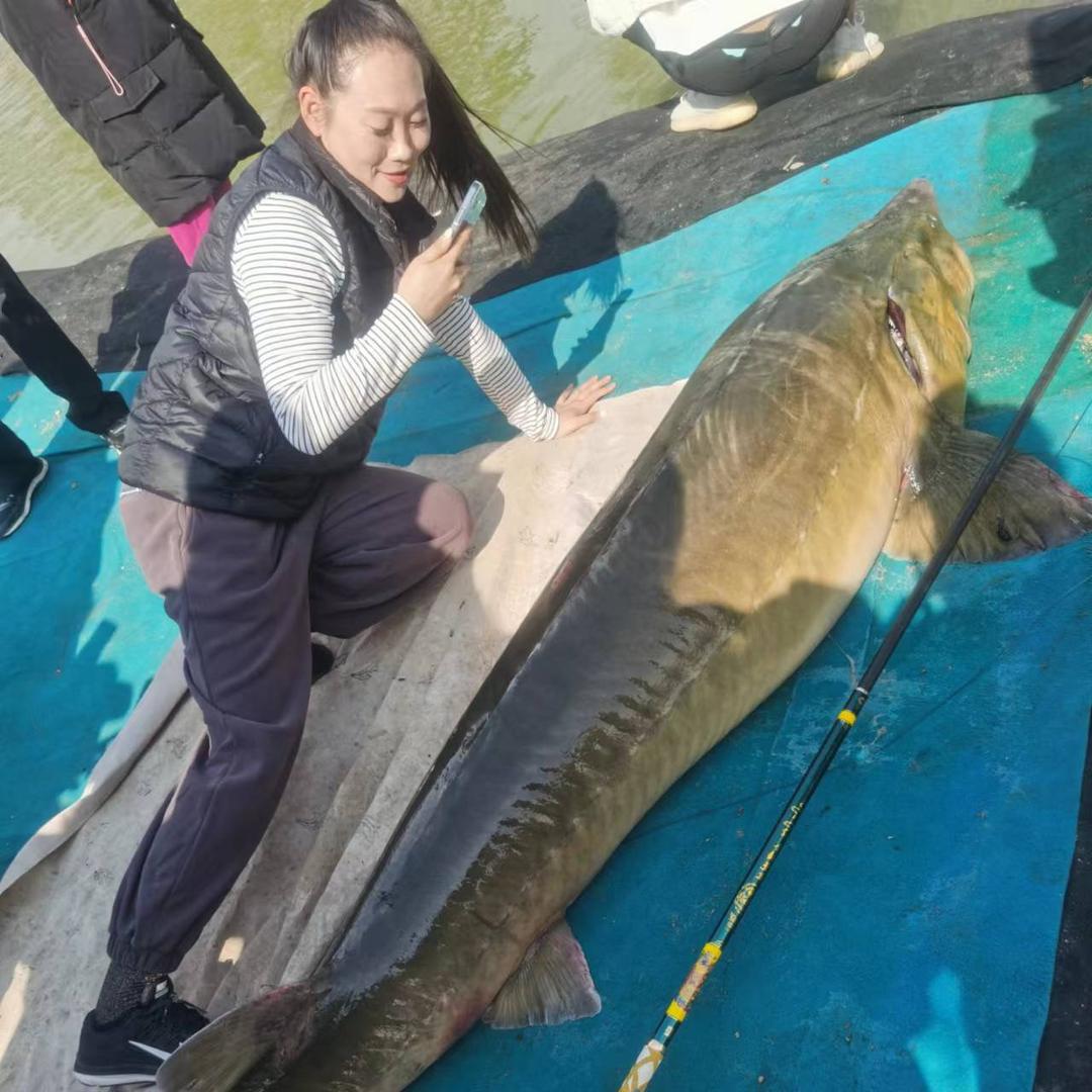 青鲟至尊总店-双目鱼