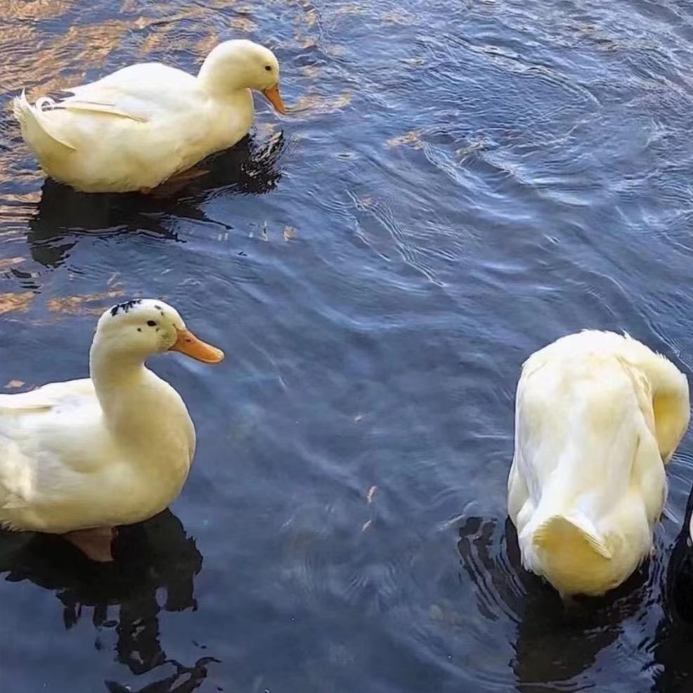 英雄联盟lolm 雨辰