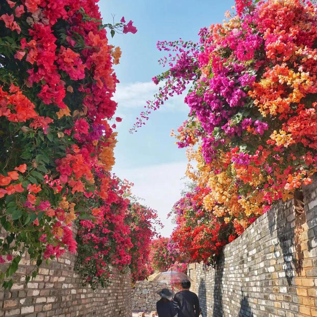 万物生园艺三角梅盆景