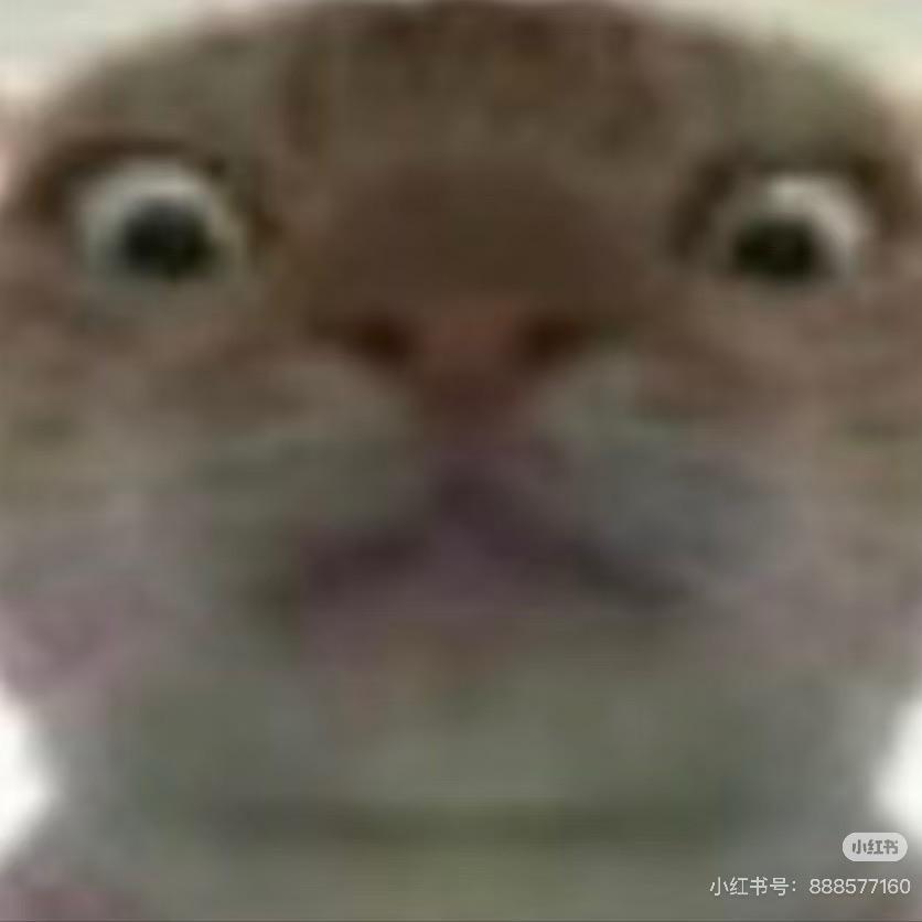 蜜雪猪城