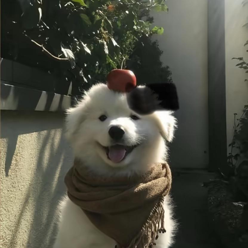 小龙和你拼啦