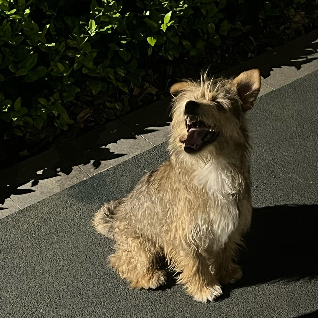 饼-第五人格（接🥚