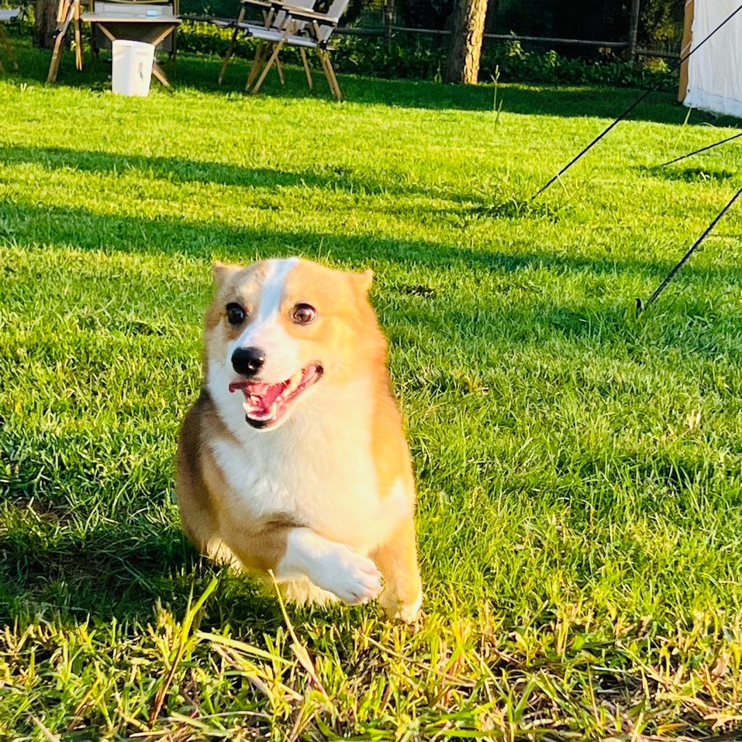 七🐶