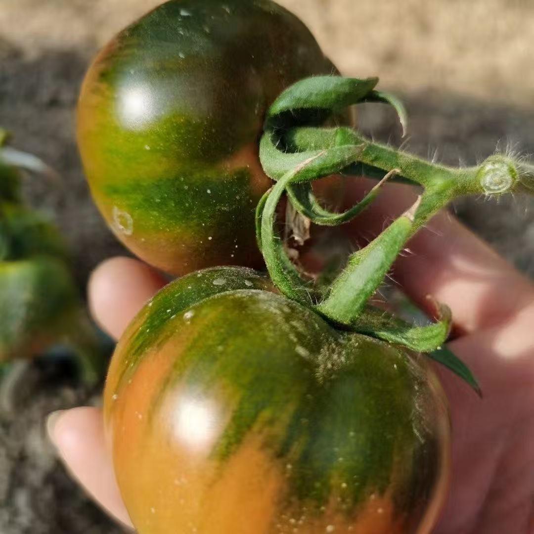 双双吖🍅盘锦碱地柿子