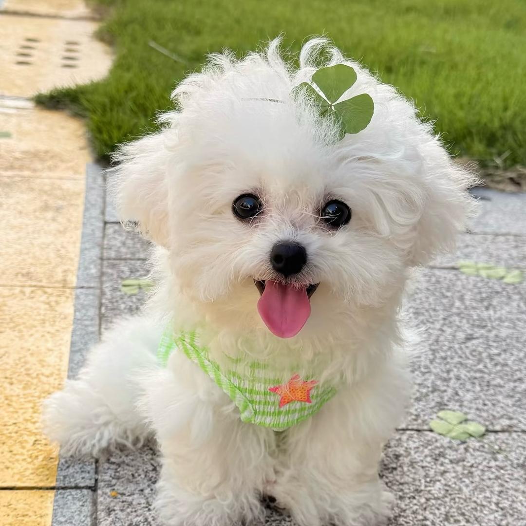 派小星🌟