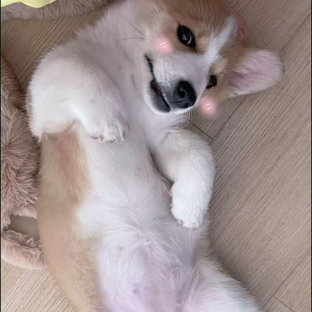 喵星人小铺