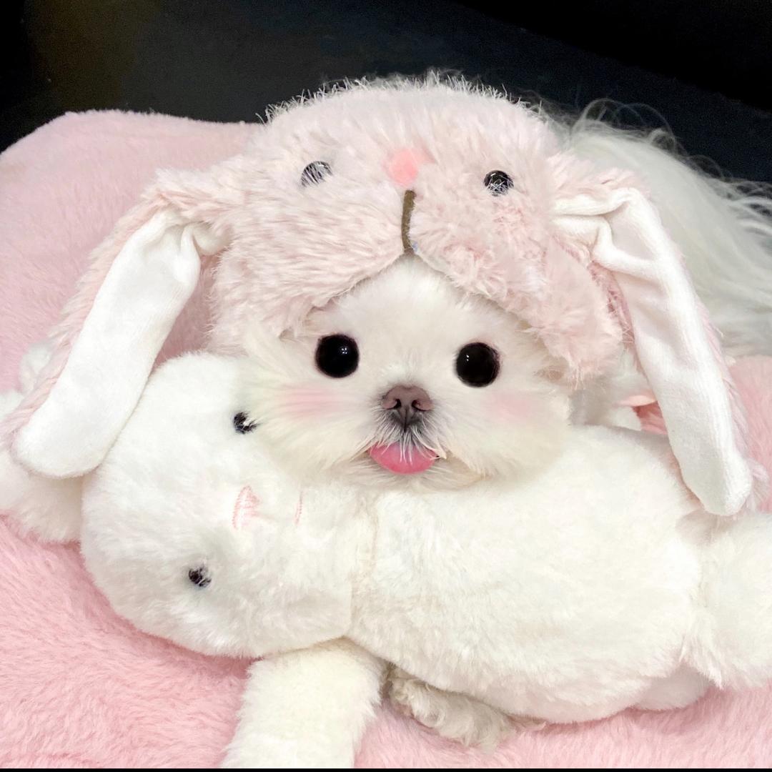 潮玩精选铺子鸭