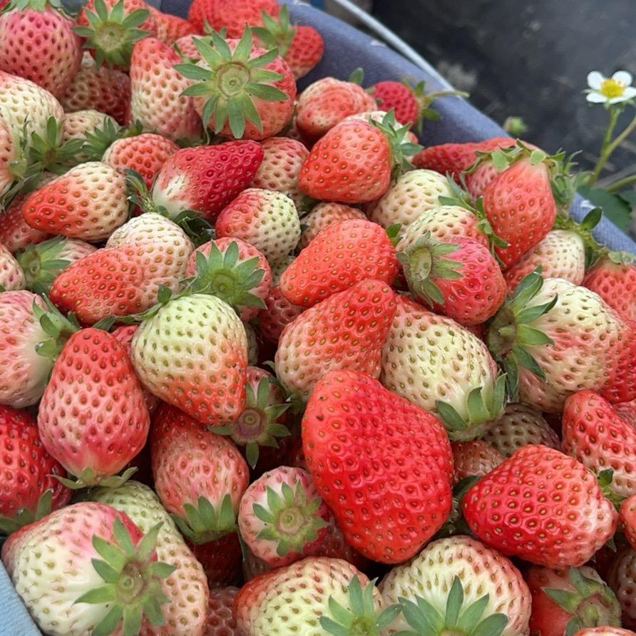 久久红颜草莓day 主理人