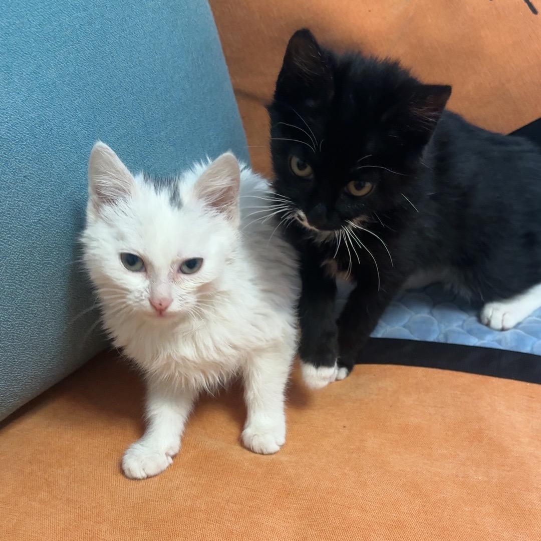 两只招财猫